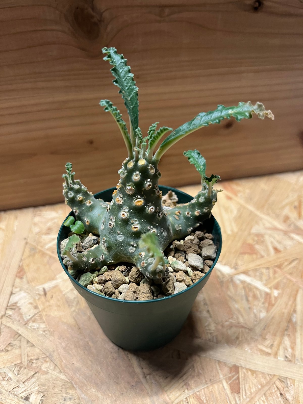 ドルステニア ラブラニー斑入り ドルステニア ラブラニー | GREEN LUCK