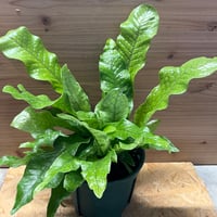 モンステラ ジェイドシャトルコック 斑入り | GREEN LUCK