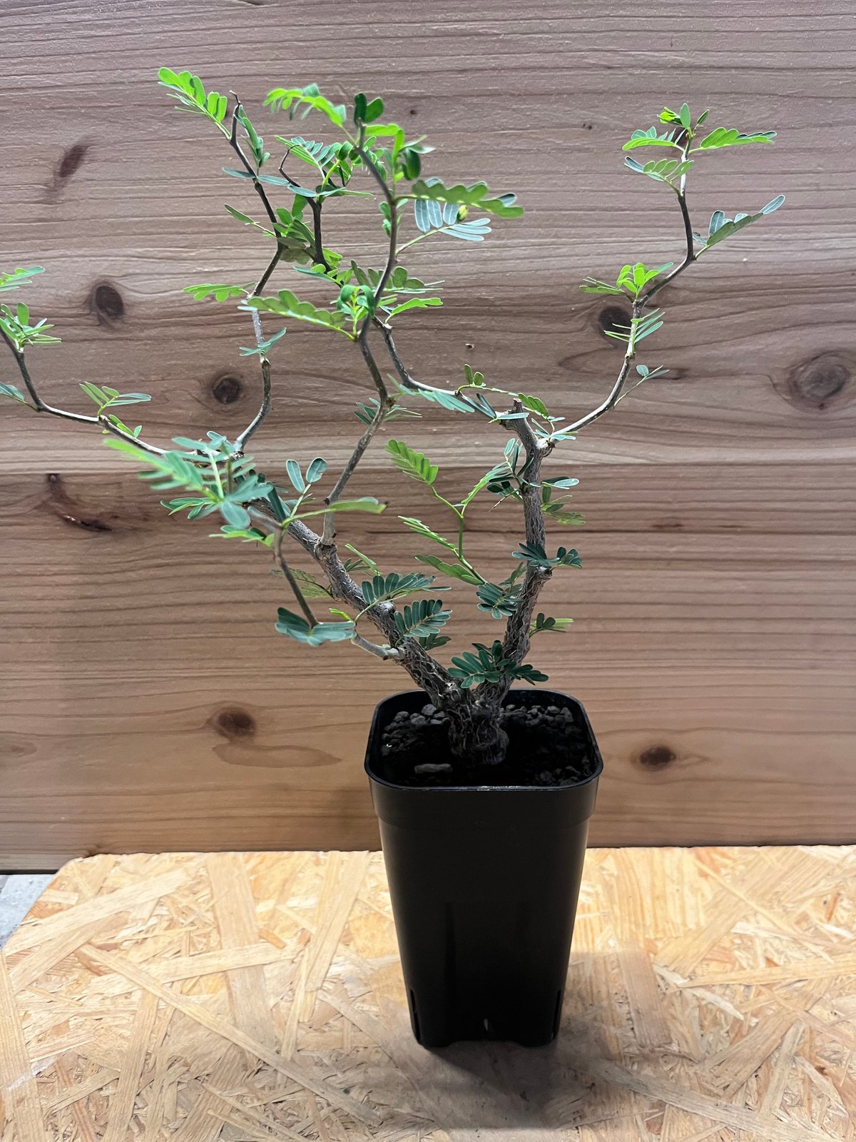 センナ メリディオナリス | GREEN LUCK