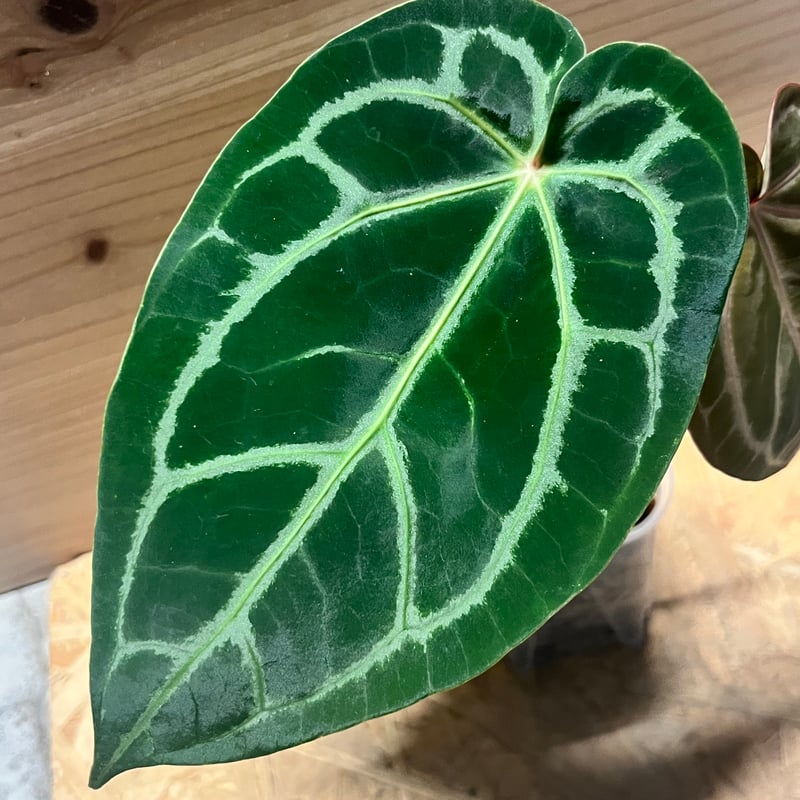 アンスリウム マグニフィカム'シルバー'×（ミシェル×ザラ）F3 | GREEN LUCK