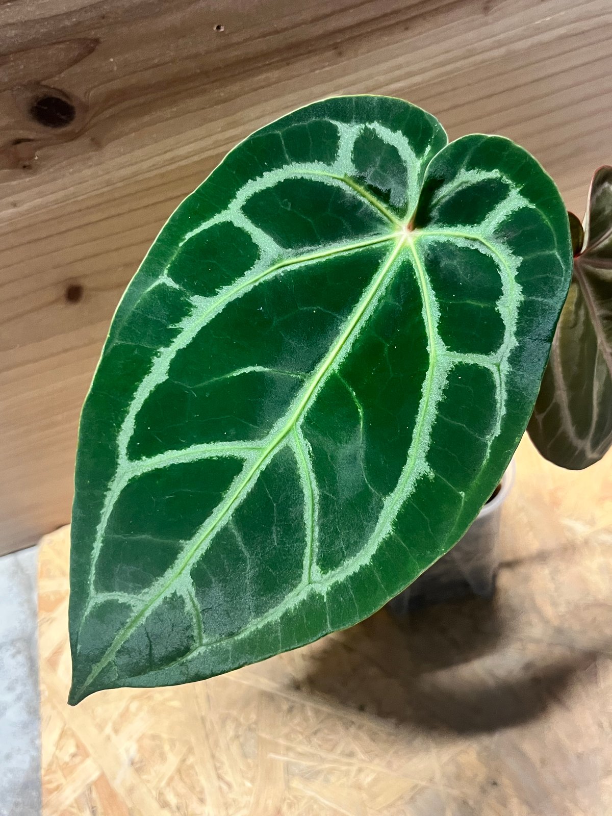 アンスリウム マグニフィカム'シルバー'×（ミシェル×ザラ）F3 | GREEN LUCK