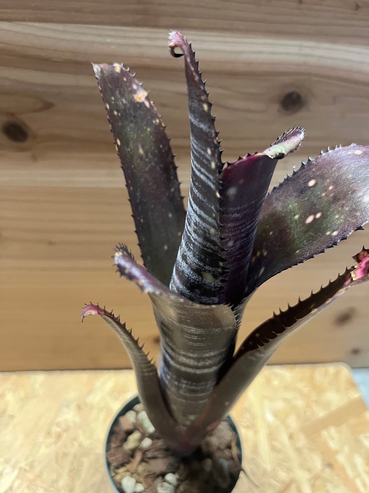 ビルベルギア オビワン | GREEN LUCK