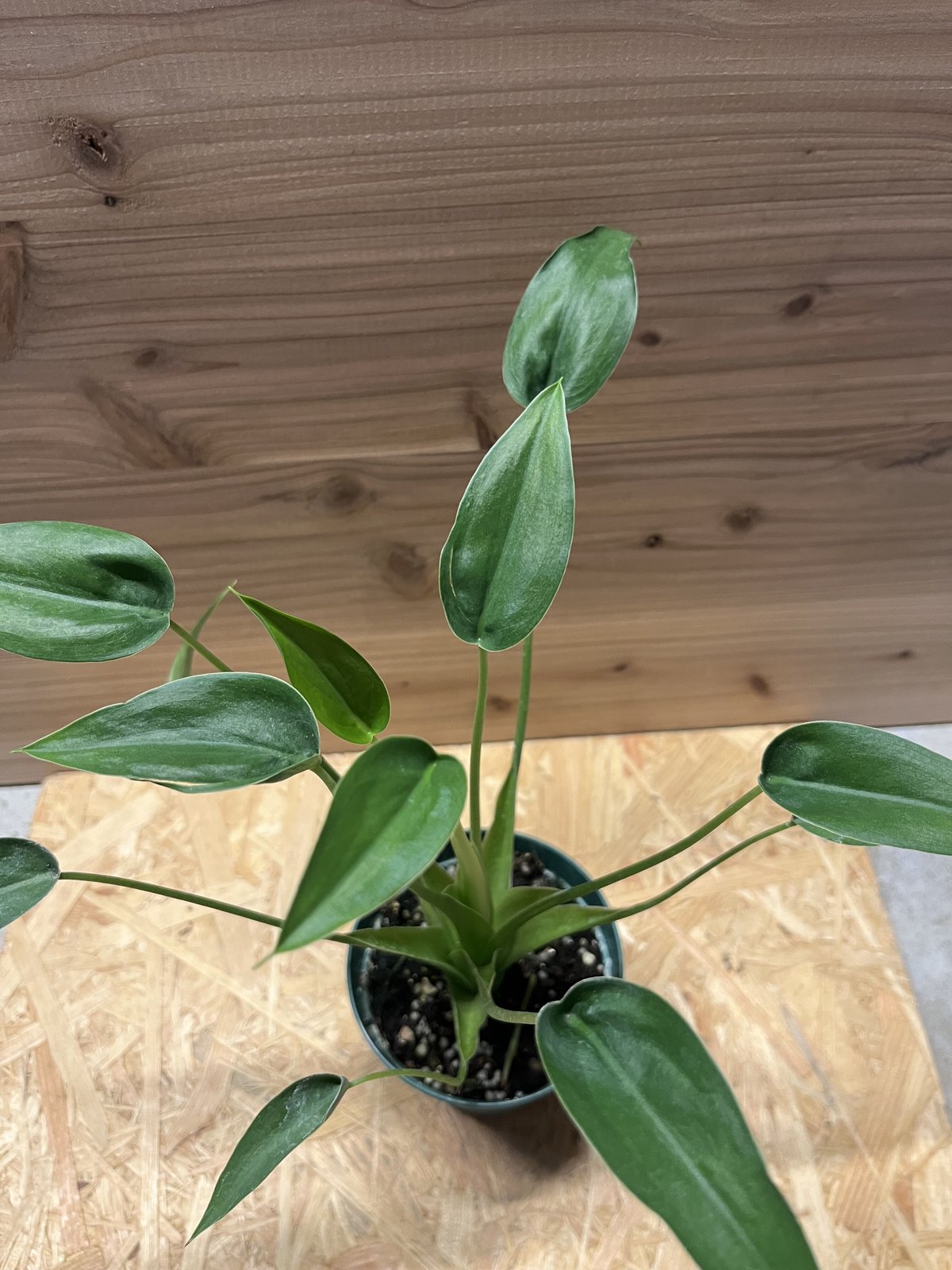 アロカシア タイニーダンサー | GREEN LUCK