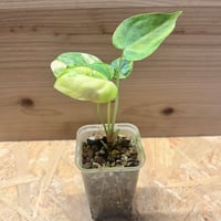 【希少・実生斑入り】パキラ グラブラ 斑入り 実生株 パキラ：グラブラ 斑入り（実生株） 2.5号 の通販 | 園芸ネット