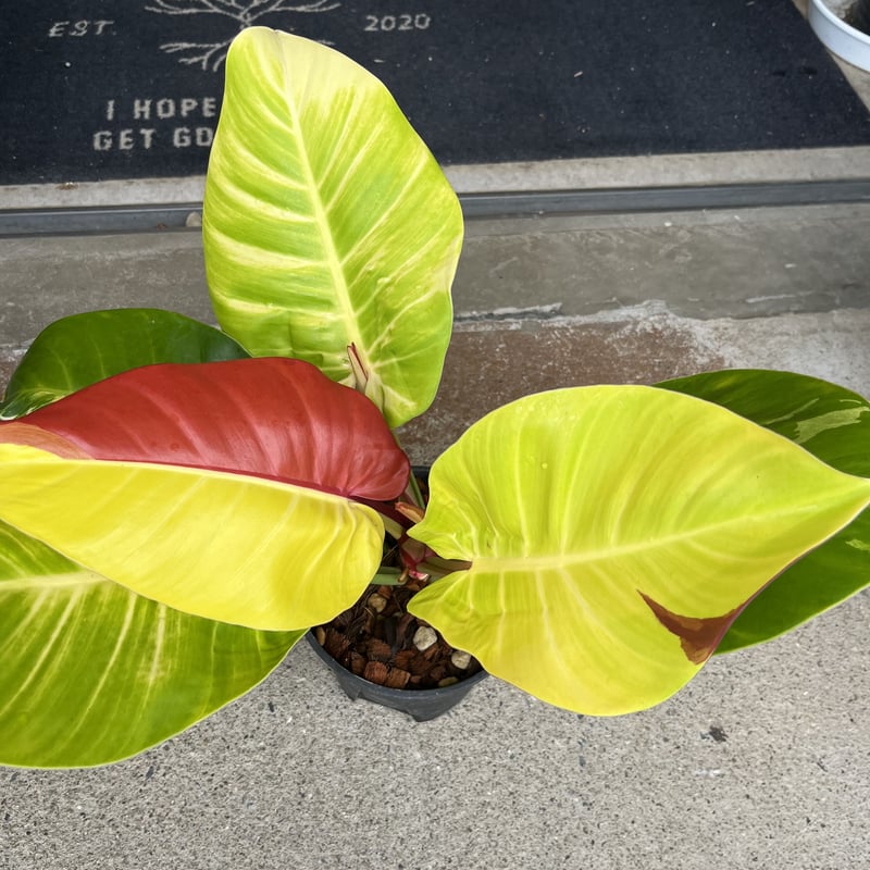 フィロデンドロン インペリアルイエローフレーム | GREEN LUCK