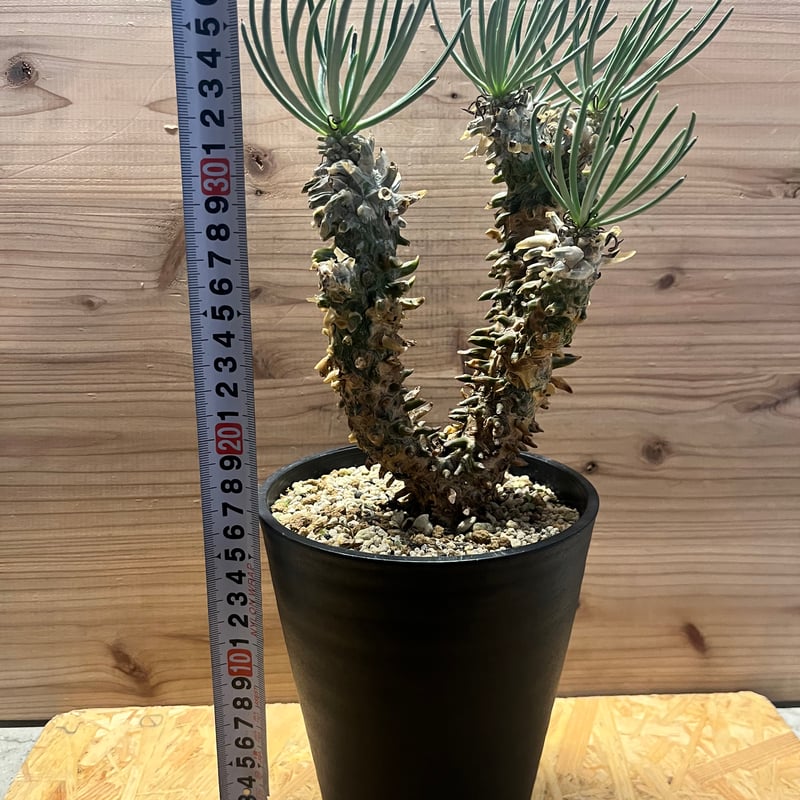 チレコドン ワリチー | GREEN LUCK