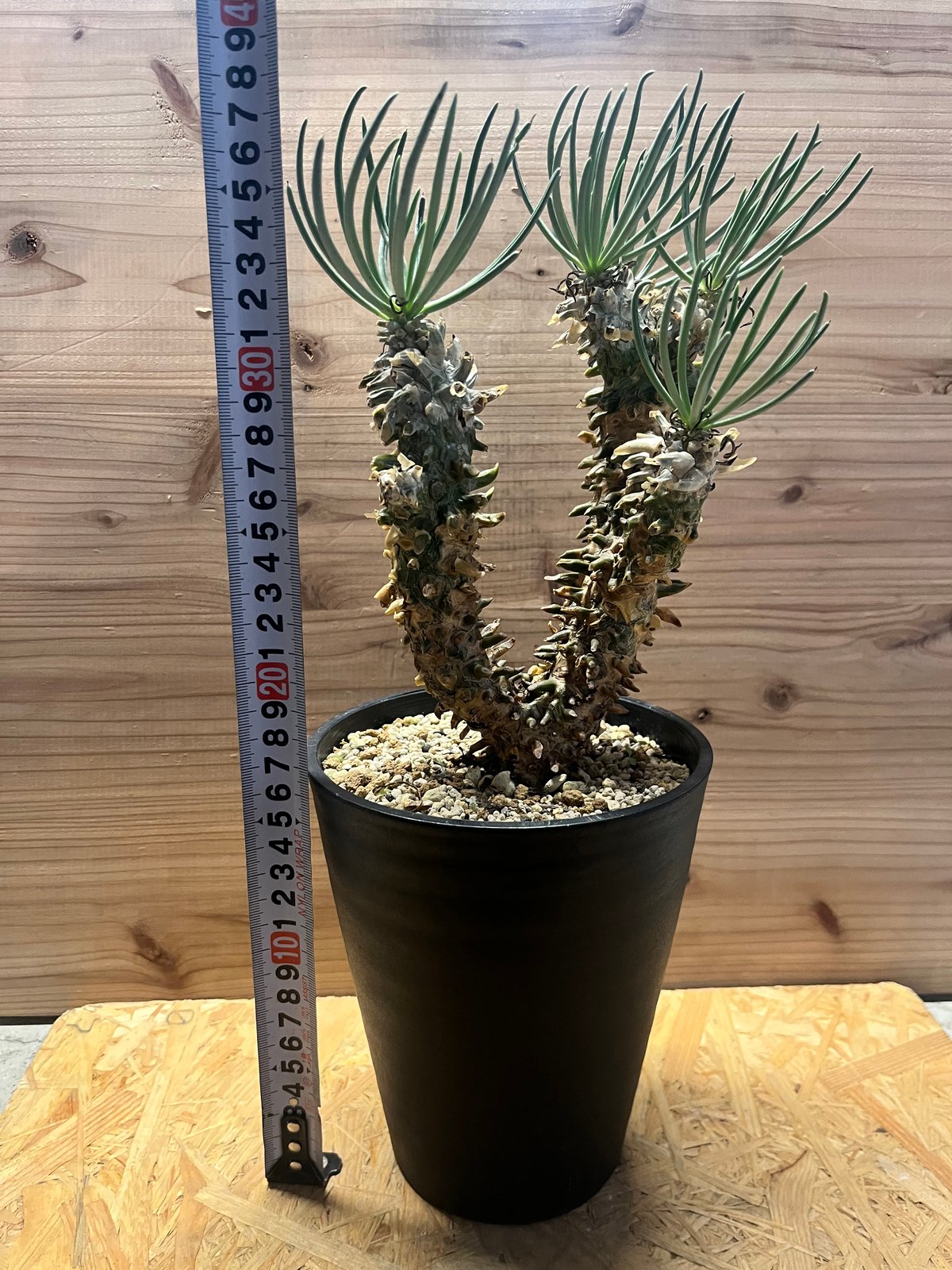 チレコドン ワリチー | GREEN LUCK