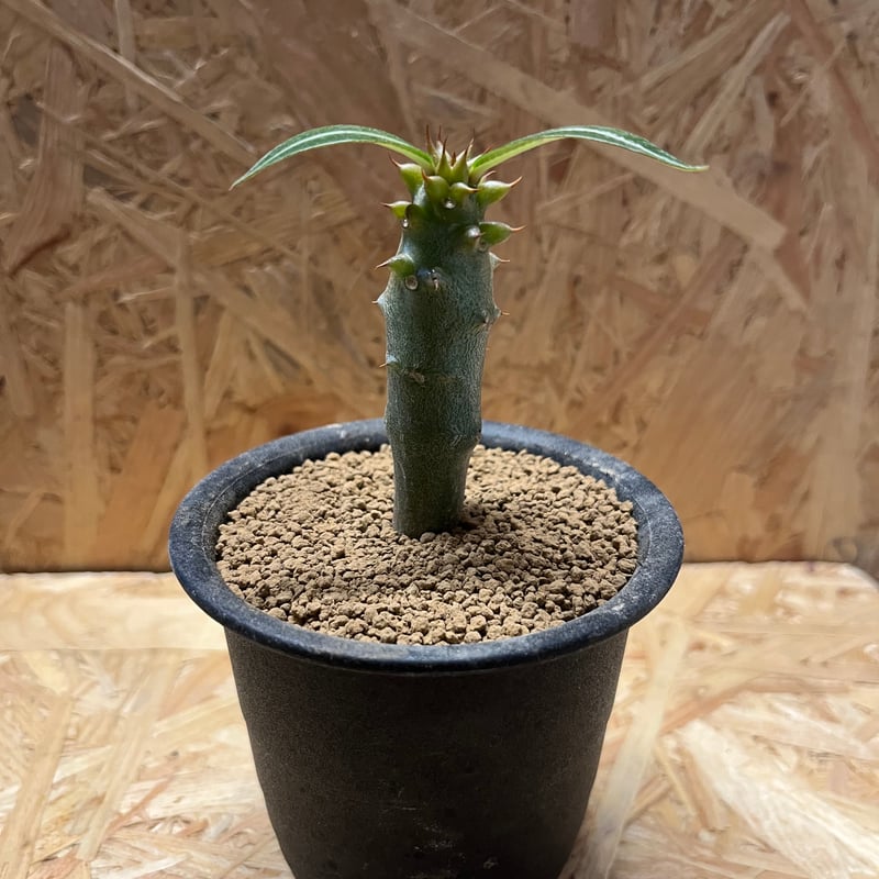 パキポディウム バロニー | GREEN LUCK