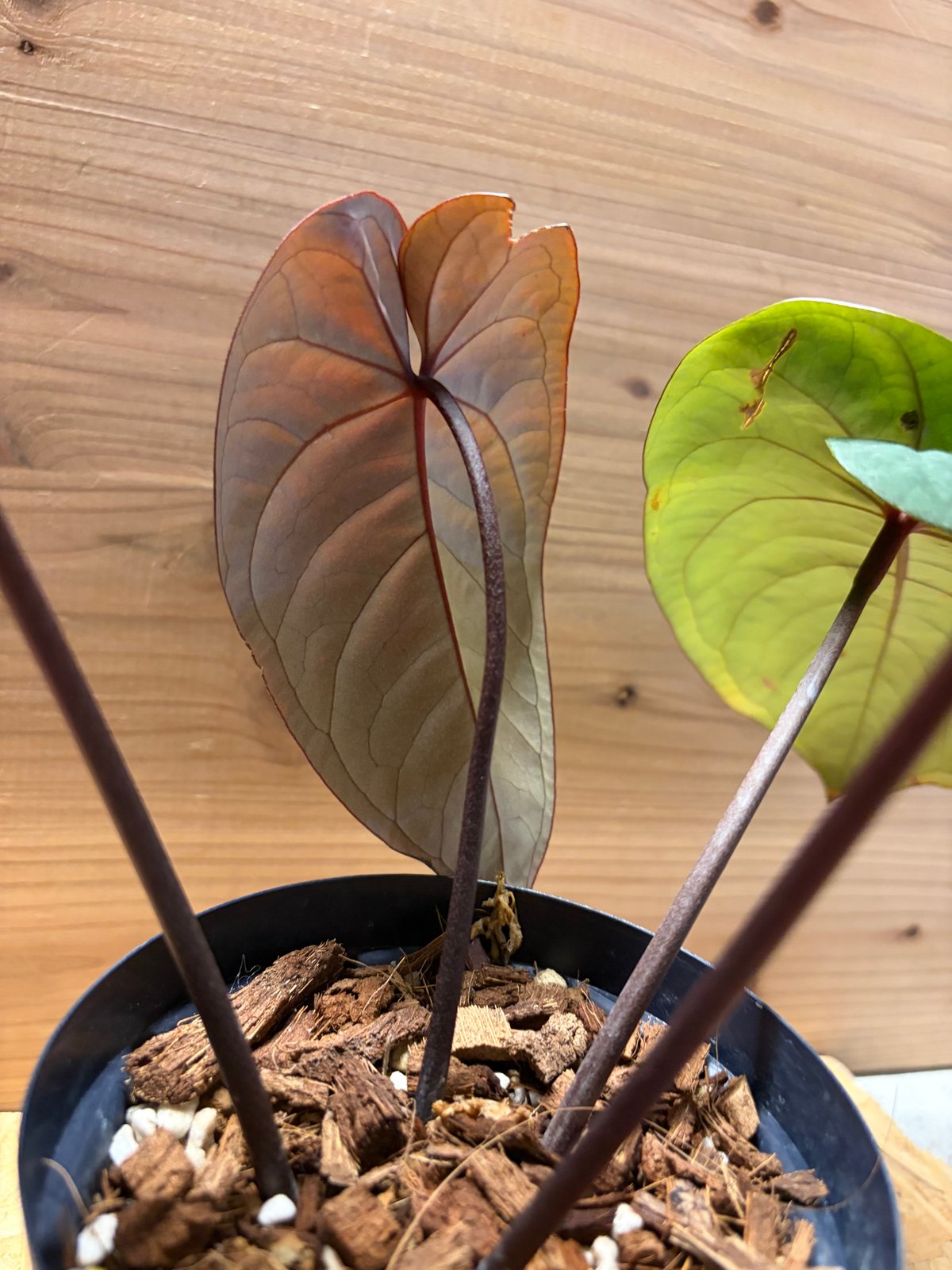アンスリウム クライン()美株 新葉あり ベルベット系 観葉植物 アンスリウム クライン()美株 新葉あり ベルベット系 観葉植物