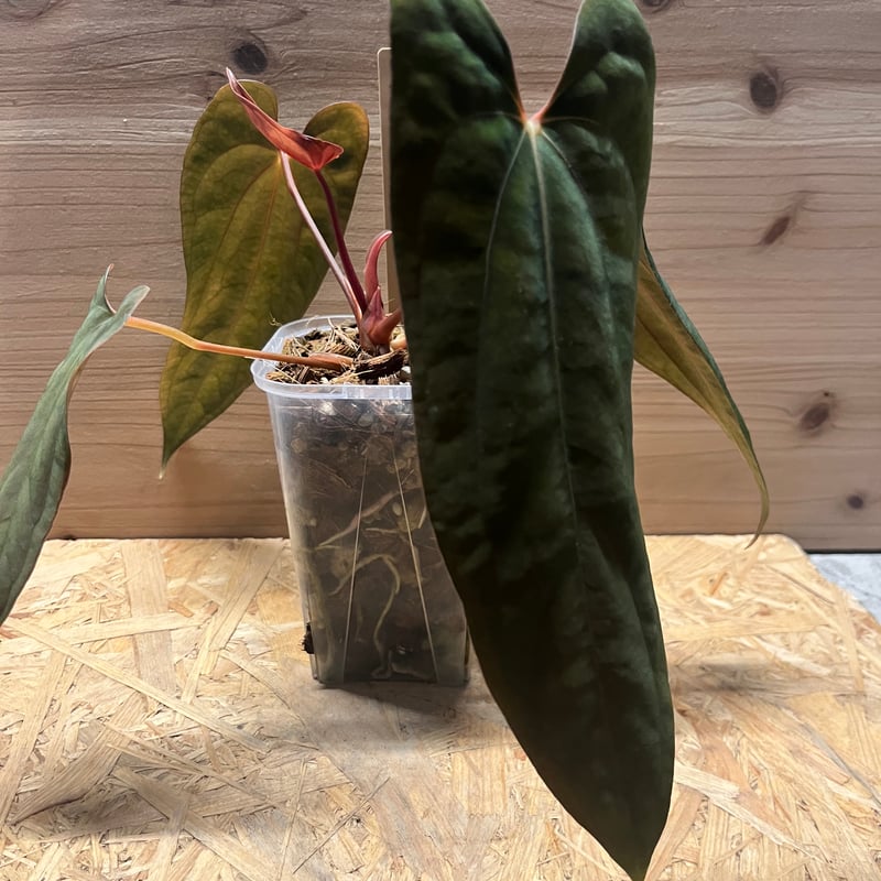 アンスリウムハイブリッド ('AOS'xluxurians) x RVDP アンスリウム