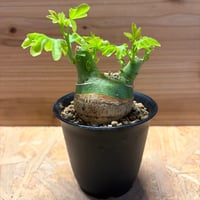 アデニア　グラウカ