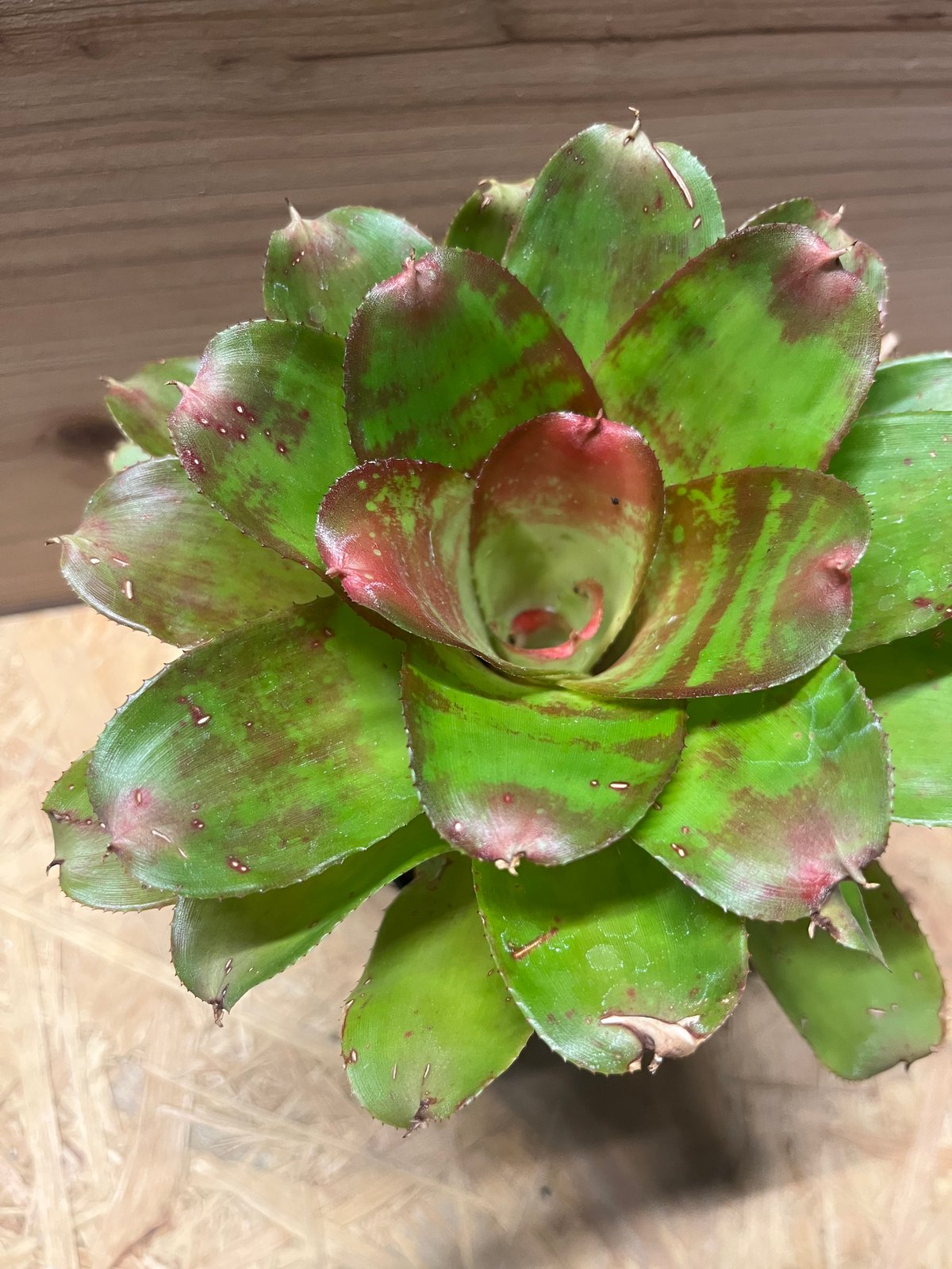 ネオレゲリア マーブルニック | GREEN LUCK