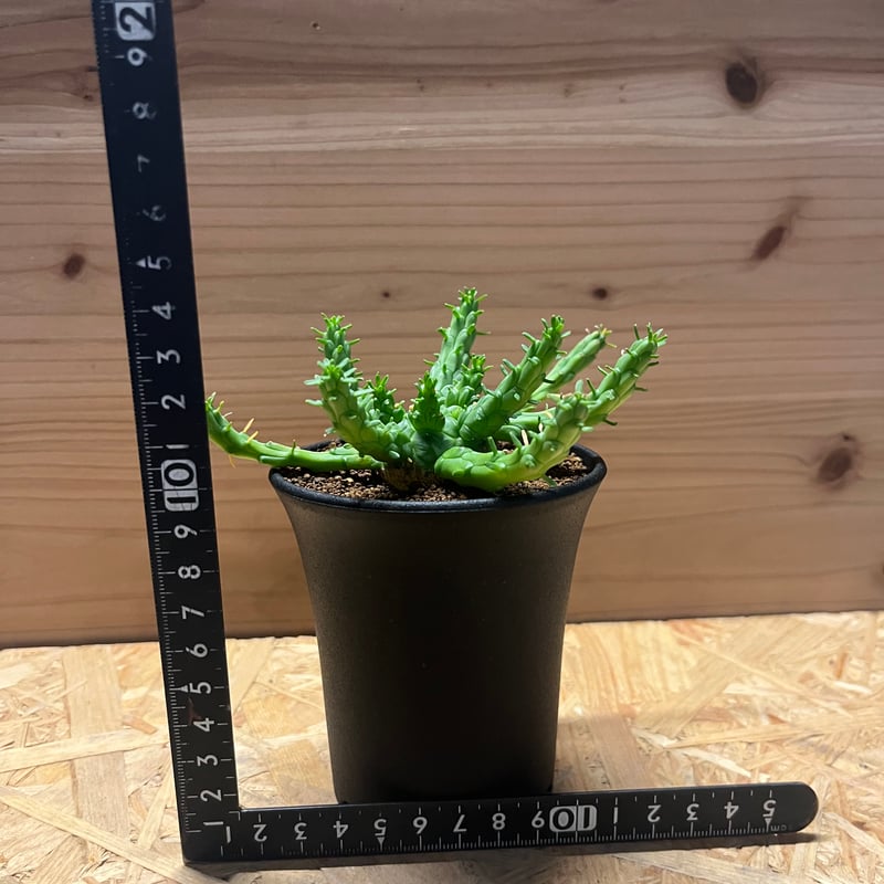 発根済】Euphorbia_wildii/ユーフォルビア ウィルディ④