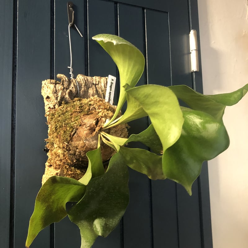 ビカクシダ ヒリーcv ドラゴン | GREEN LUCK