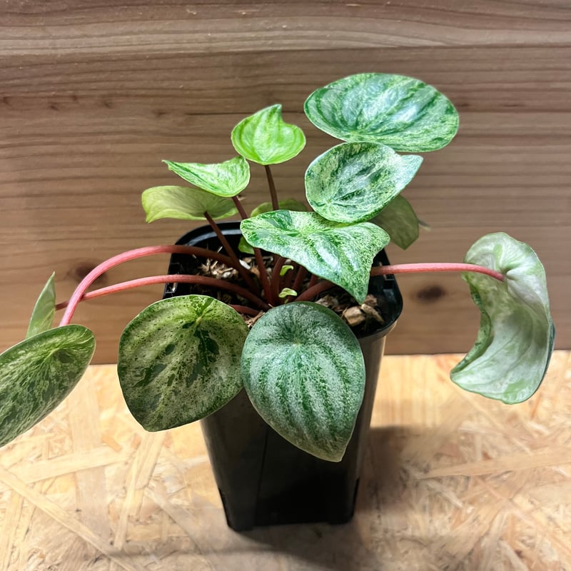 ●ポットごと♡雪兎♡斑入り♡サンデルシー♡希少♡スイカぺぺ♡ぺぺロミア♡観葉植物 ○ポットごと♡雪兎♡斑入り♡サンデルシー♡希少♡スイカぺぺ♡