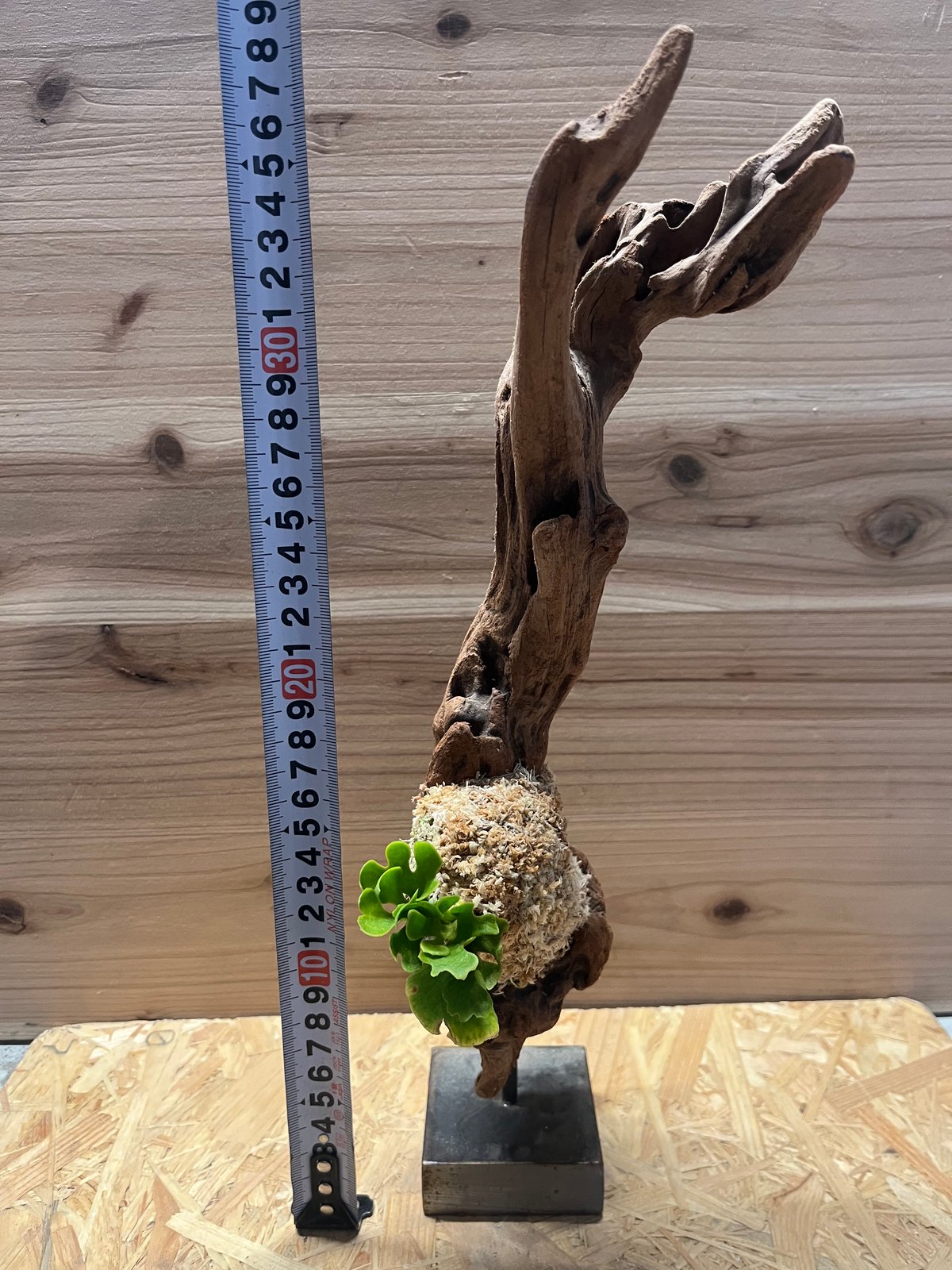 ビカクシダ リドレイ ドワーフ シルバー 小株　HR-5 現品】ビカクシダ・リドレイ・ドワーフシルバー Platycerium ridleyi