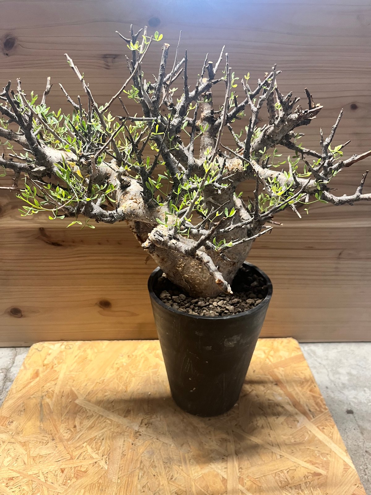 コミフォラ フォリアセア | GREEN LUCK