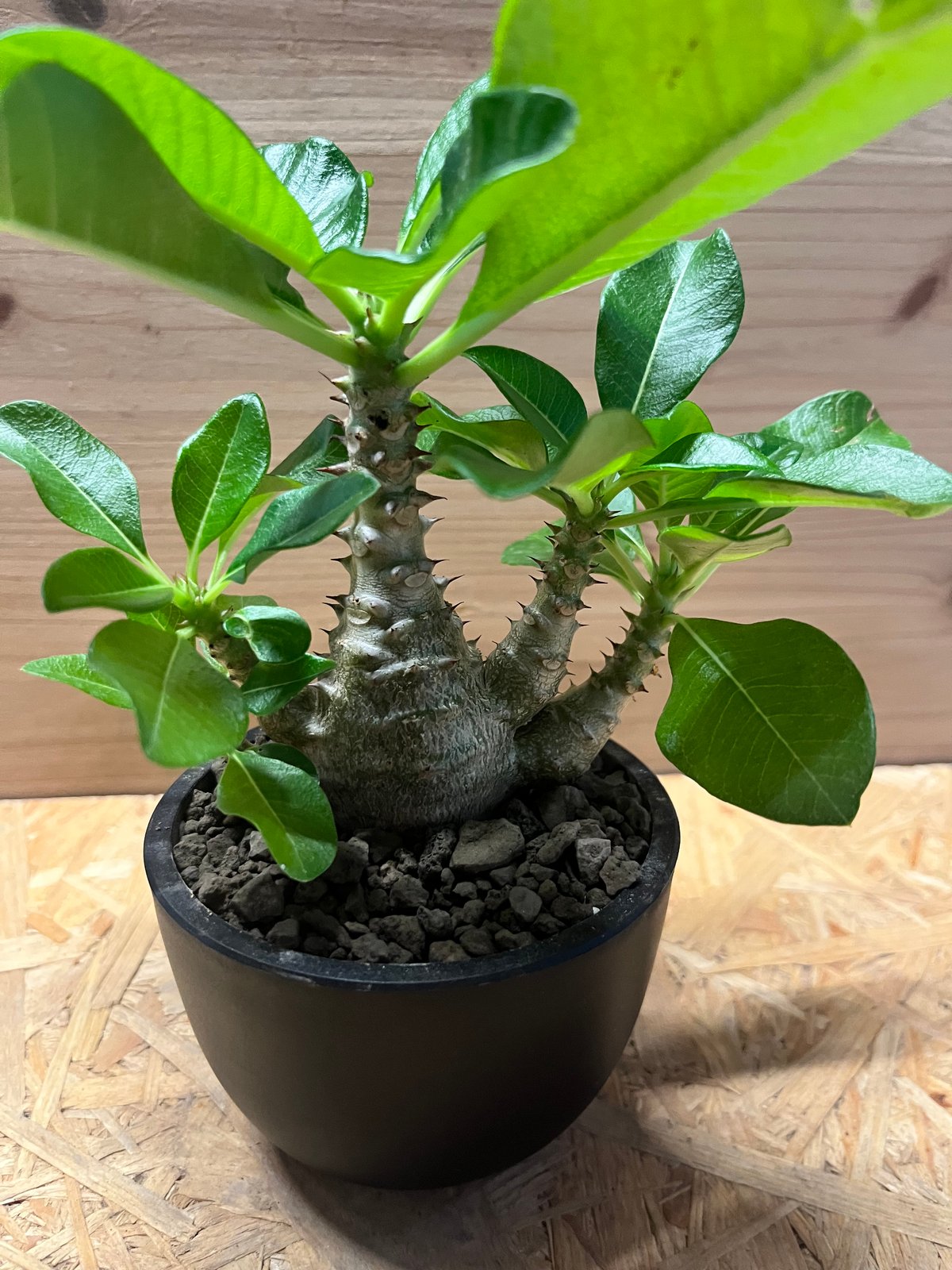 パキポディウム ウィンゾリー | GREEN LUCK