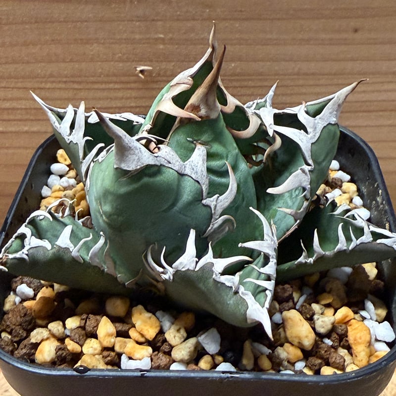 アガベ オテロイ オアハカ | GREEN LUCK