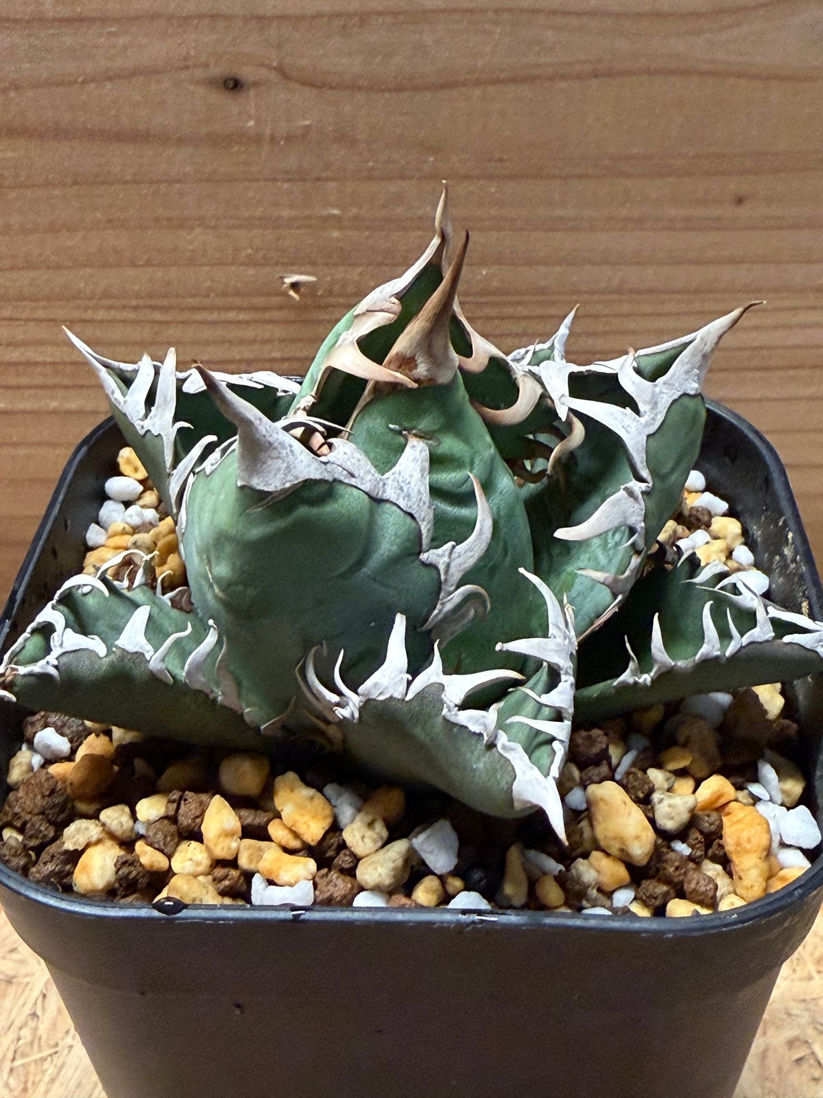 アガベ オテロイ オアハカ | GREEN LUCK