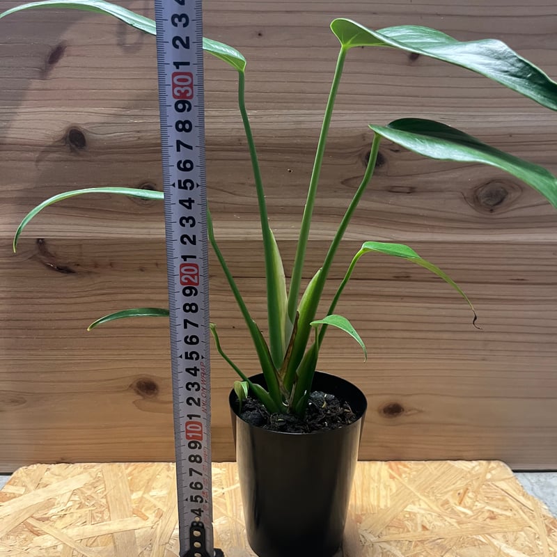 た**様 モンステラ　バールマルクスフレーム 5本セット 楽天市場】【訳あり特価】観葉植物 モンステラ バールマルクス