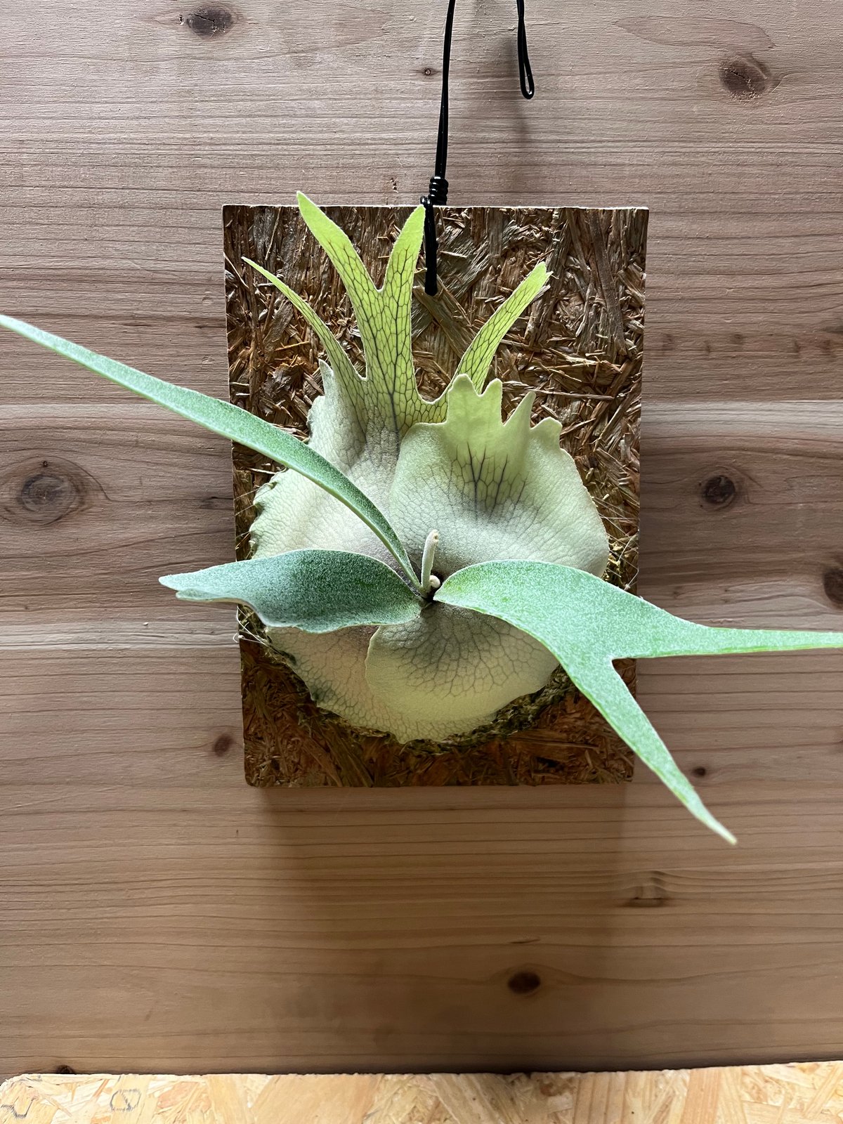 ビカクシダ ベイチー レモイネイ | GREEN LUCK