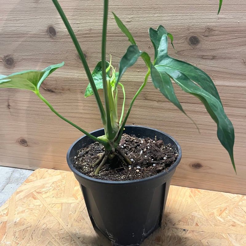 アンスリウム ペダトラディアツム | GREEN LUCK