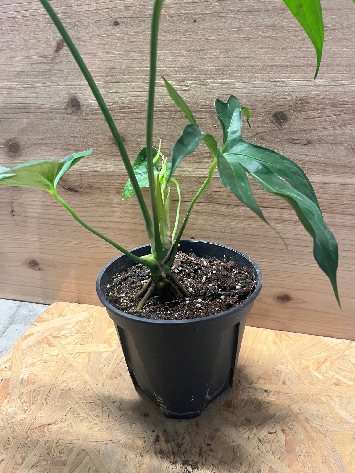 な*す様 在庫1株のみ【超希少】アンスリウム・ペダトラディアツム☆# アンスリウム ペダトラディアツム | GREEN LUCK