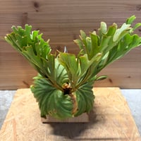ビカクシダ　リドレイ　'タイプC'