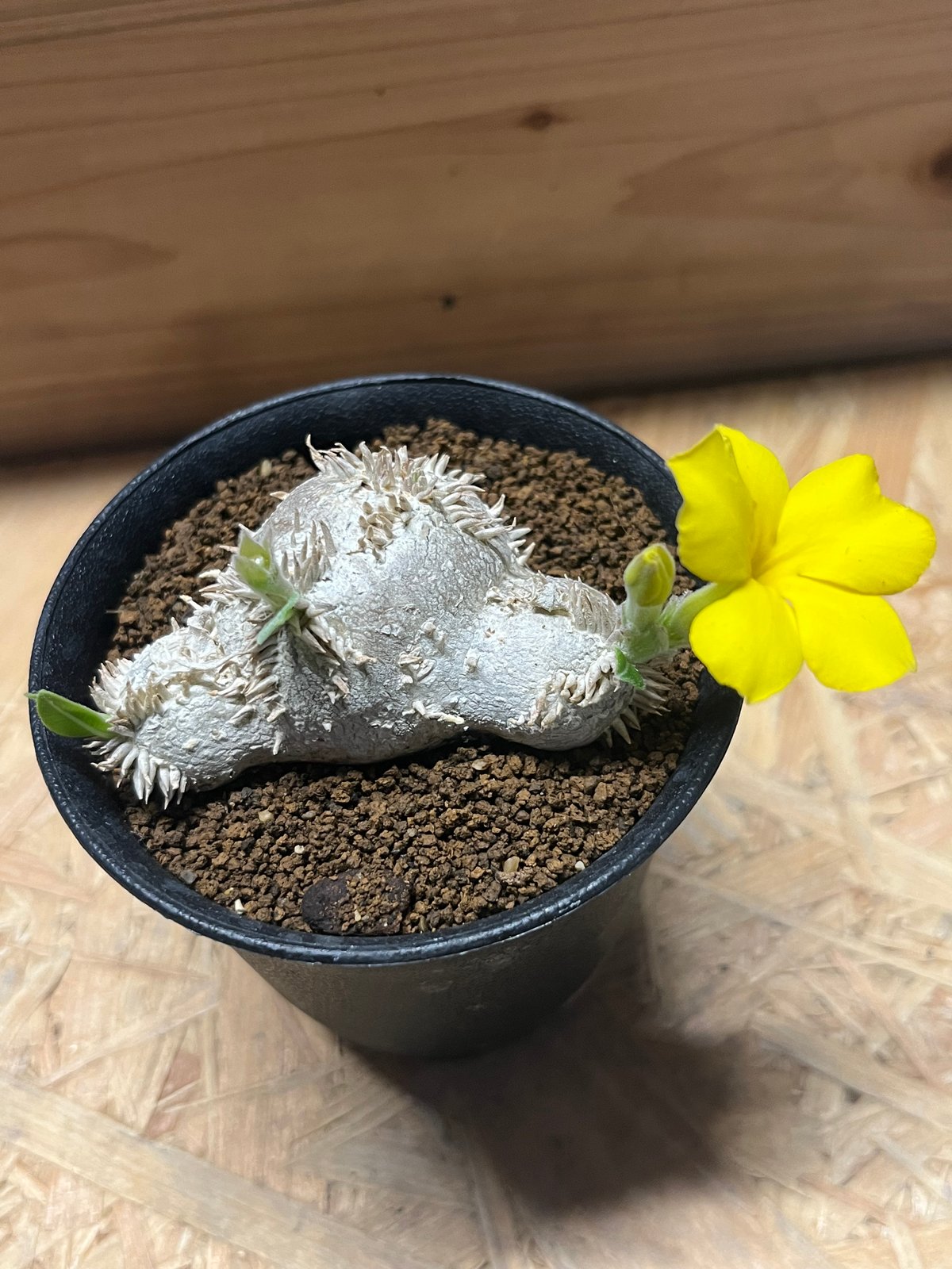 パキポディウム 恵比寿笑い Pachypodium brevicaule ④ パキポディウム 恵比寿笑い | GREEN LUCK