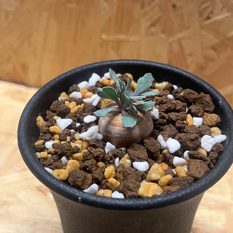 H*H様 オトンナ カカリオイデス 実生4年生4株セット オトンナ カカリオイデス 実生 | GREEN LUCK