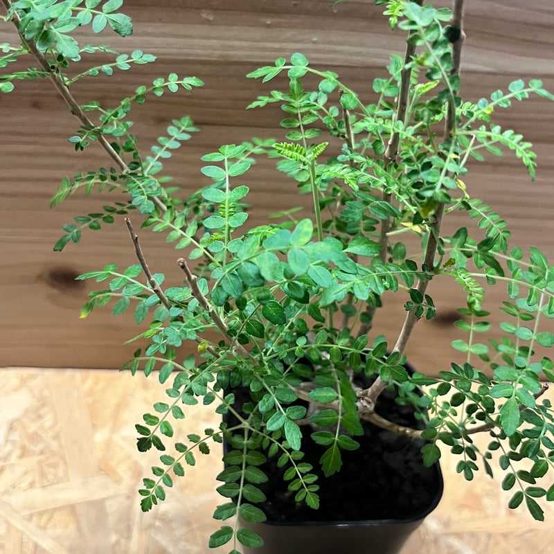 ボスウェリア ネグレクタ | GREEN LUCK