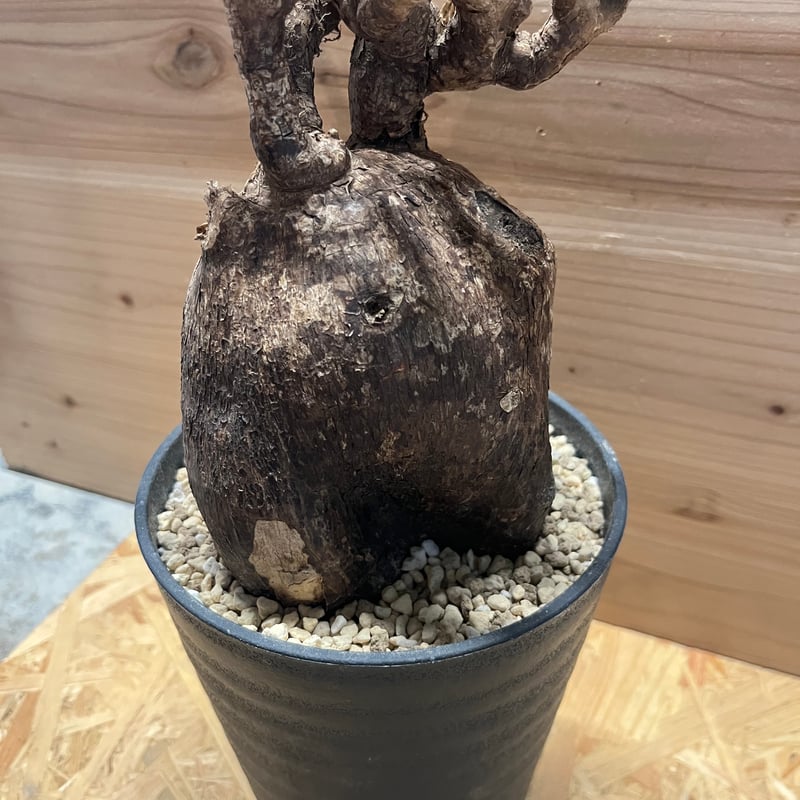 パキポディウム ビスピノーサム | GREEN LUCK