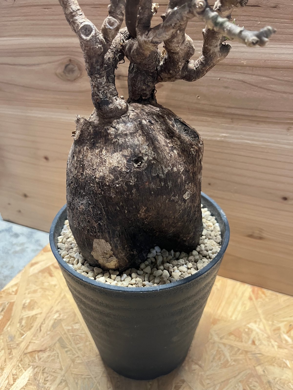 パキポディウム ビスピノーサム | GREEN LUCK