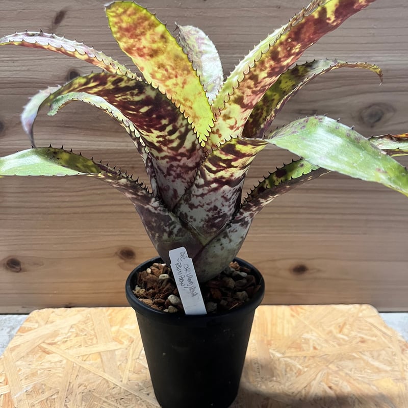 エクメア オーランディアナ 'レインボー' | GREEN LUCK