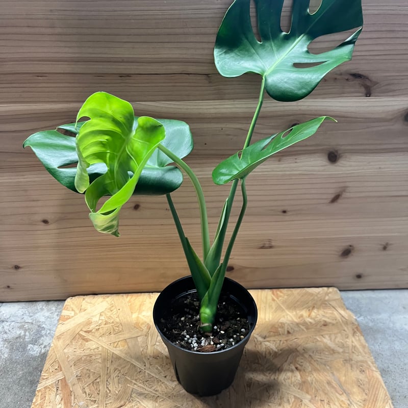 モンステラデリシオーサ　選抜 シロウト園芸セレクト【選抜株/2号サイズ】モンステラ