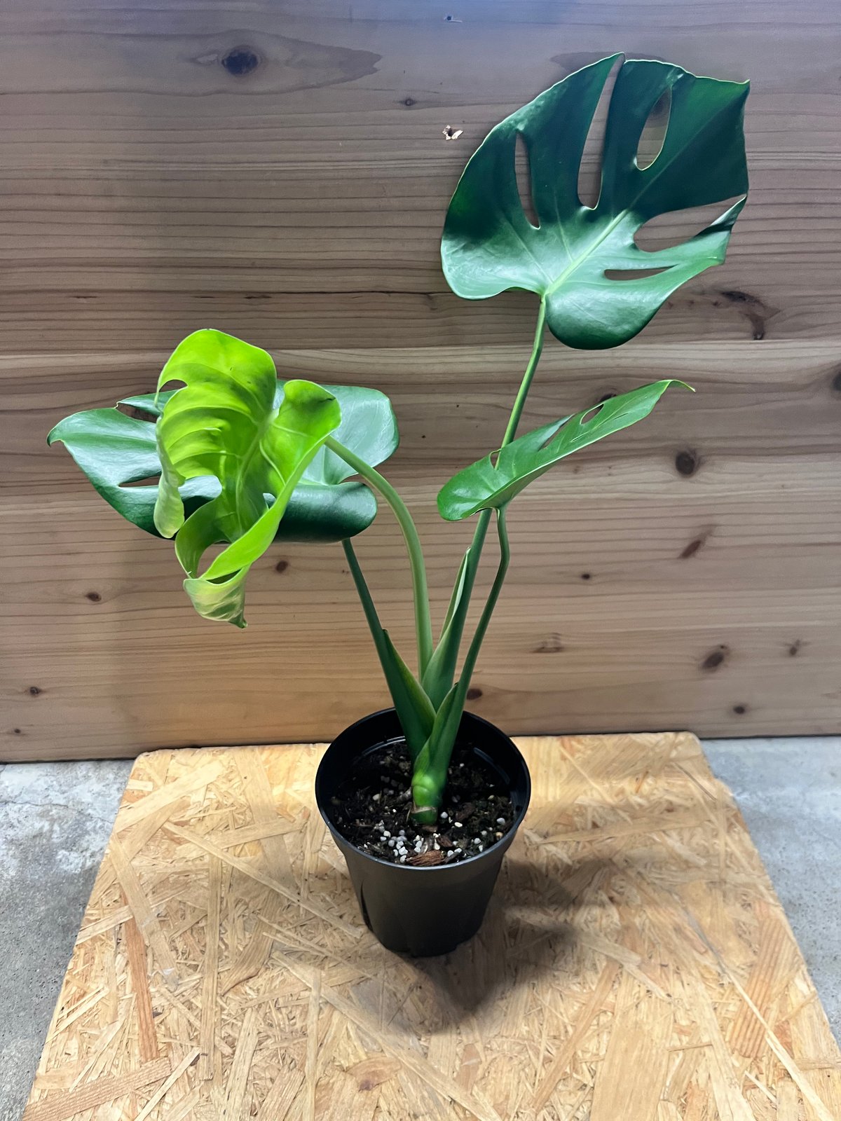 モンステラ デリシオーサ 実生選抜 | GREEN LUCK