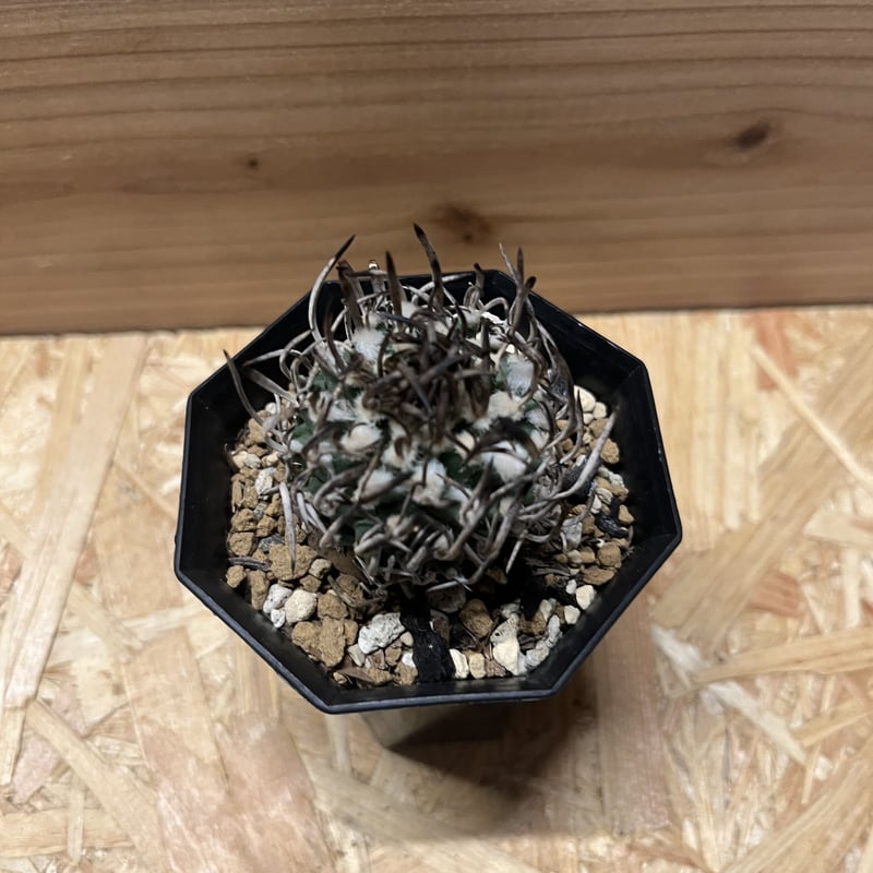 昇竜丸 13882_2.jpg