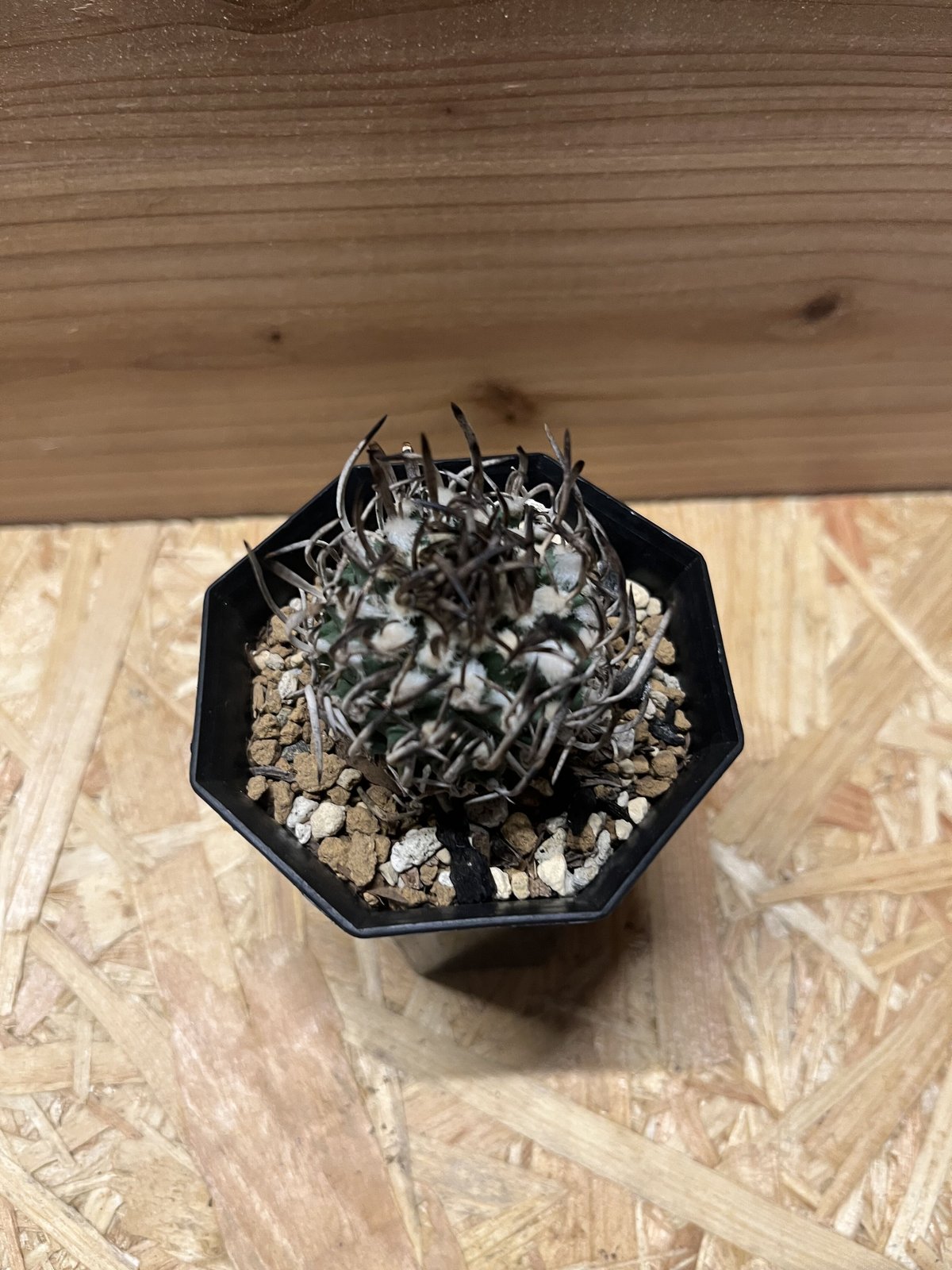 ツルビニカルプス 昇竜丸 サボテン ツルビニカルプス 昇竜丸 : Green Factory - 通販