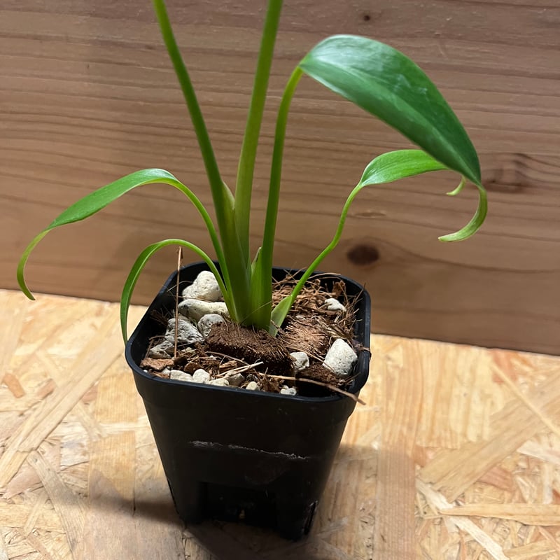 モンステラ ディラセラータ バールマルクスフレーム | GREEN LUCK