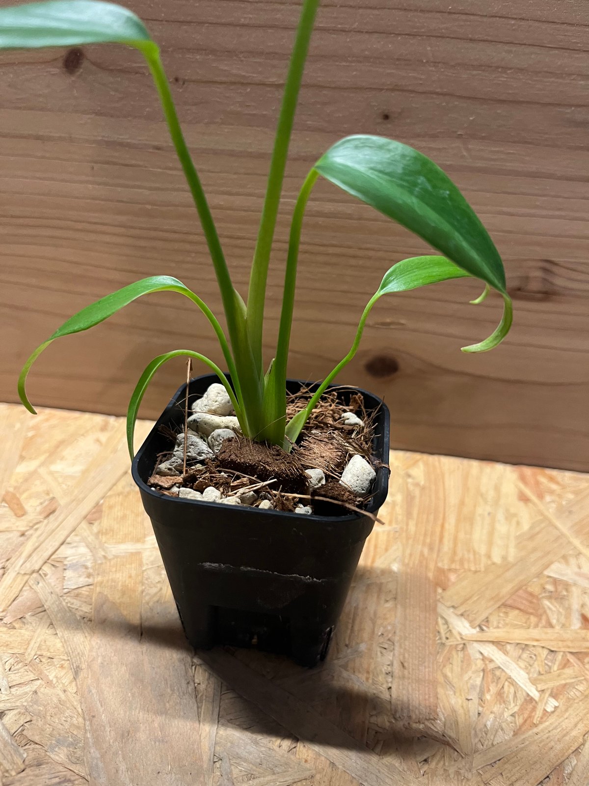 モンステラ バールマルクスフレーム ディラセラータ1 モンステラ ディラセラータ バールマルクスフレーム | GREEN LUCK