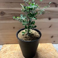 ウンカリーナ グランディディエリ | GREEN LUCK