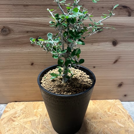 コミフォラシンプリキフォリア | STORES