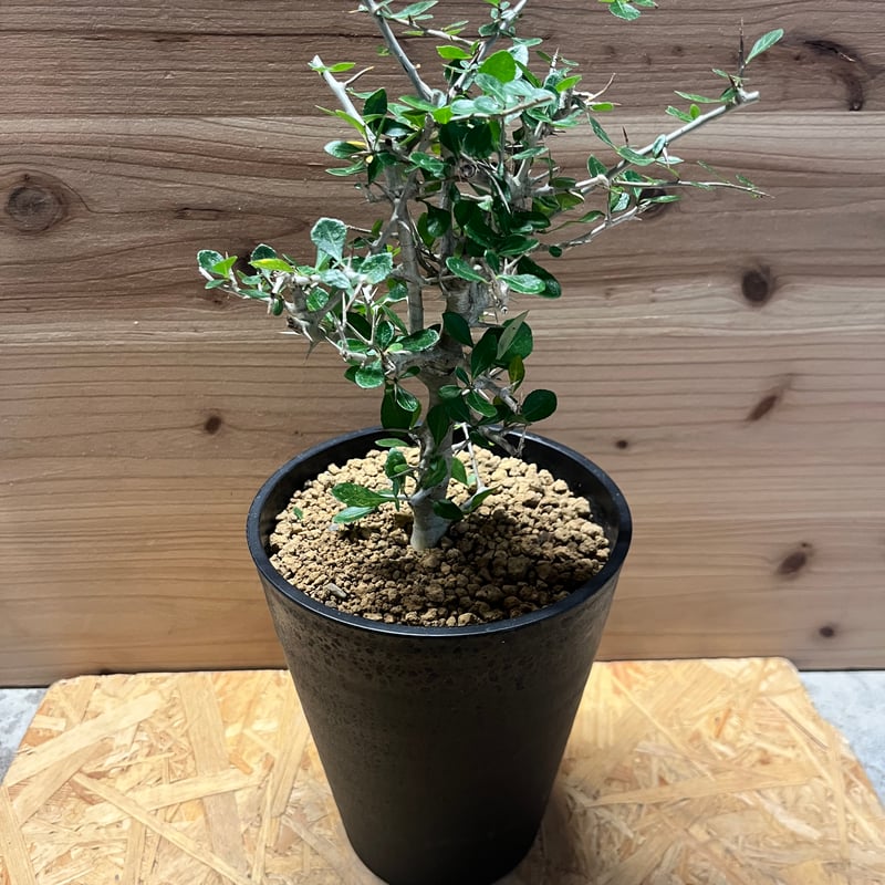 コミフォラ シンプリキフォリア | GREEN LUCK