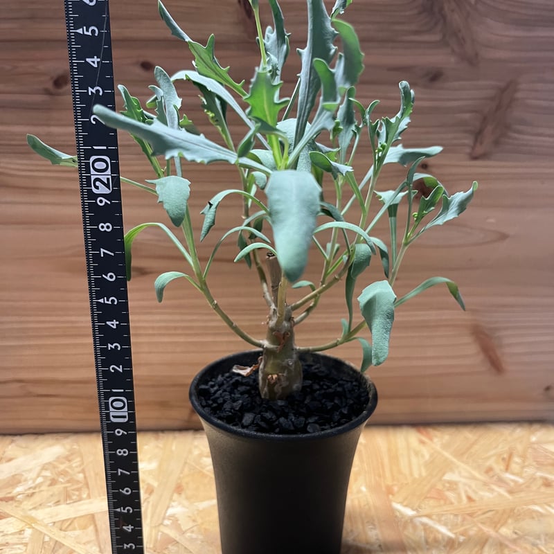 美品 オトンナ 冬型塊根　洋書 現品限り】オトンナ ステインコフ【N15】 Othonna sp Steinkopf