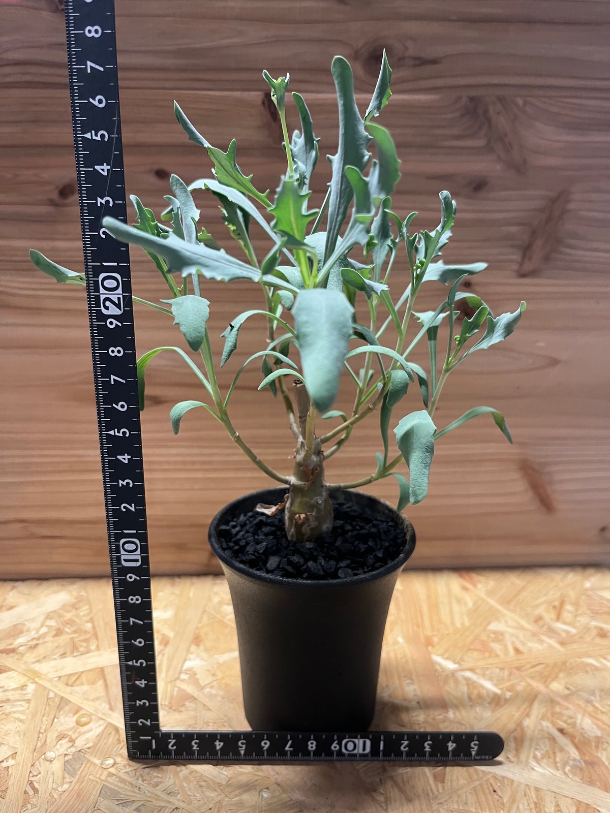 オトンナ レトロフラクタ | GREEN LUCK