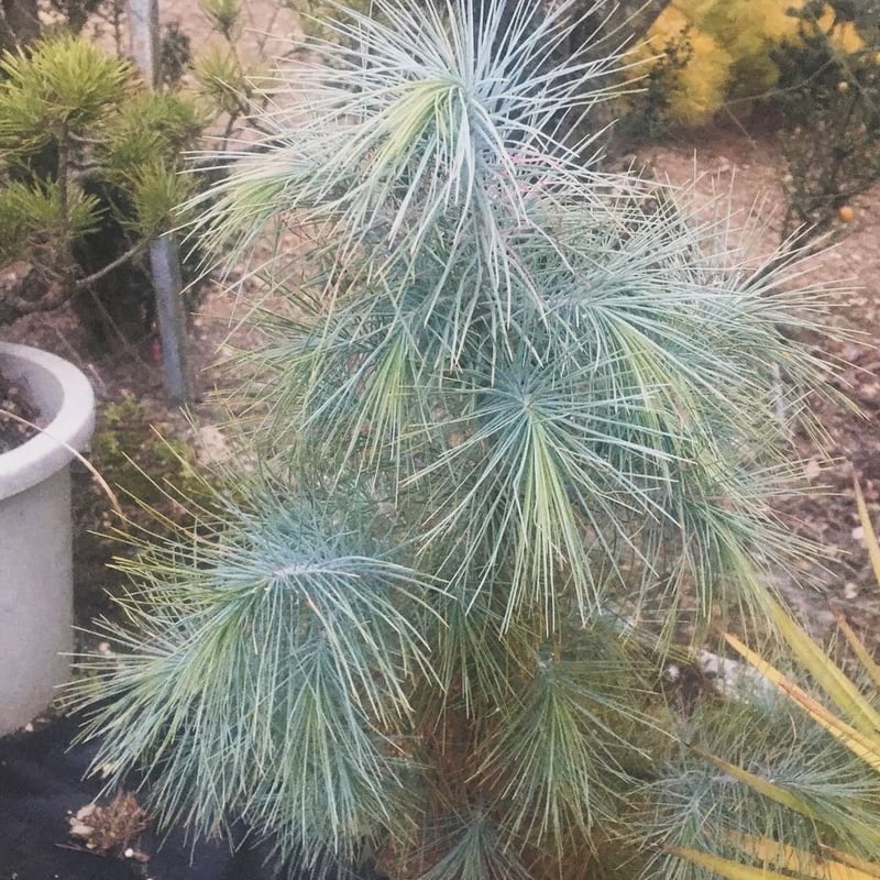 1月入荷 50粒+ マルチネスピニョンマツ 種 種子 証明書あり1908 1月入荷 50粒+ マルチネスピニョンマツ 種 種子 証明書あり1908 マルチネス