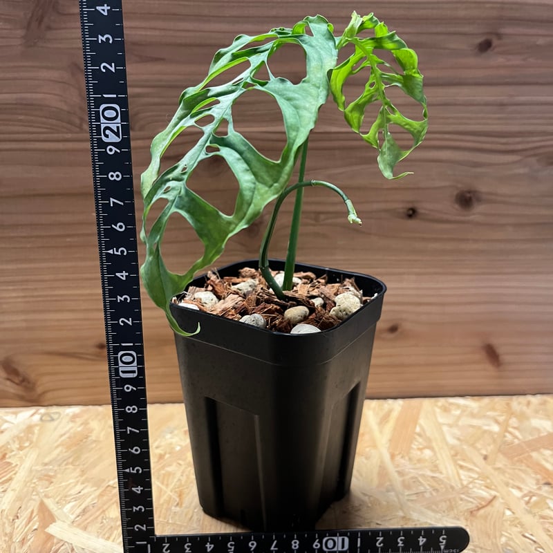 モンステラ オブリクア ペルー | GREEN LUCK