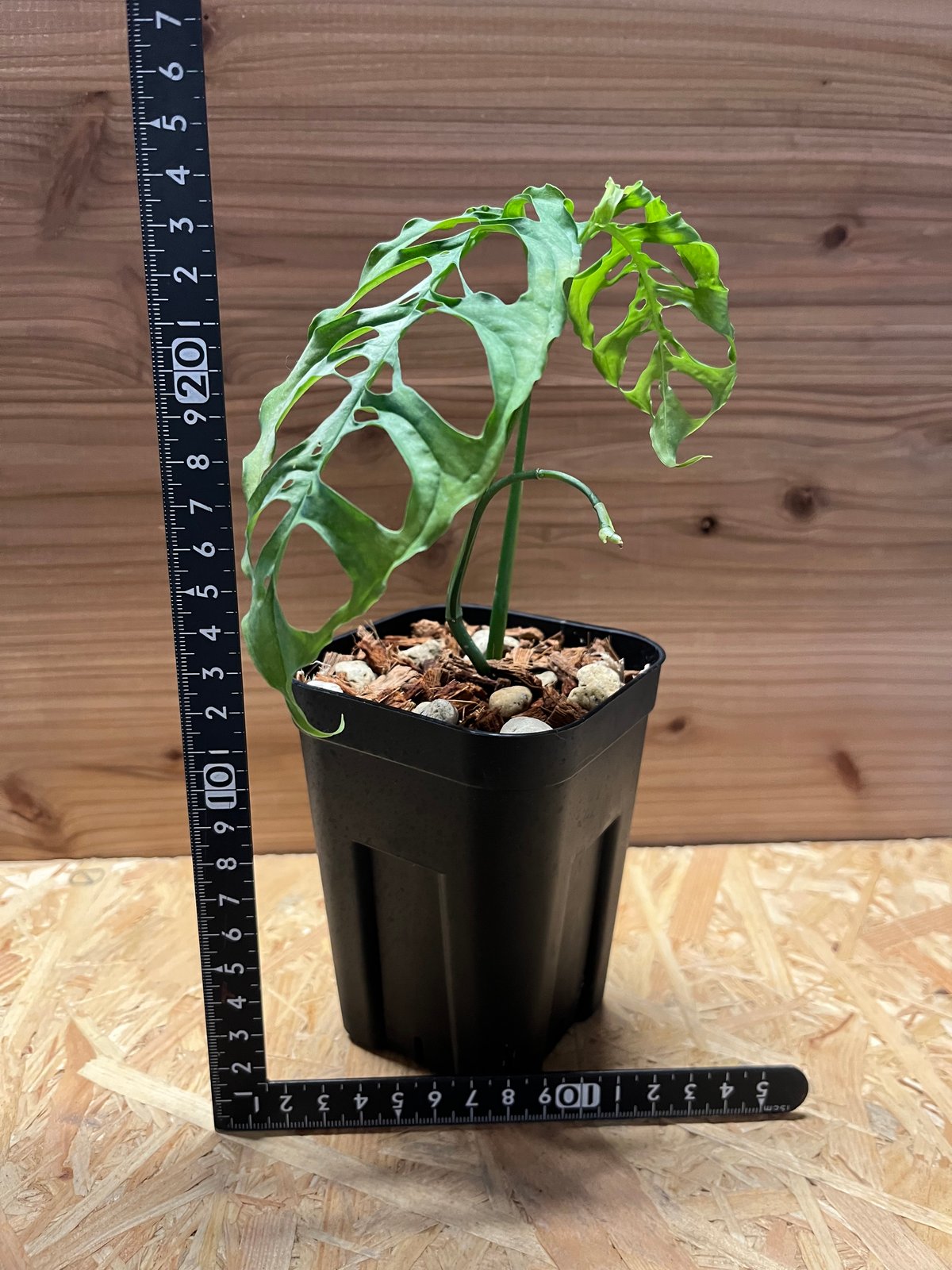 大株 モンステラ オブリクア ペルー 7号鉢 モンステラ：オブリクア 7号鉢植え の通販 | 園芸ネット