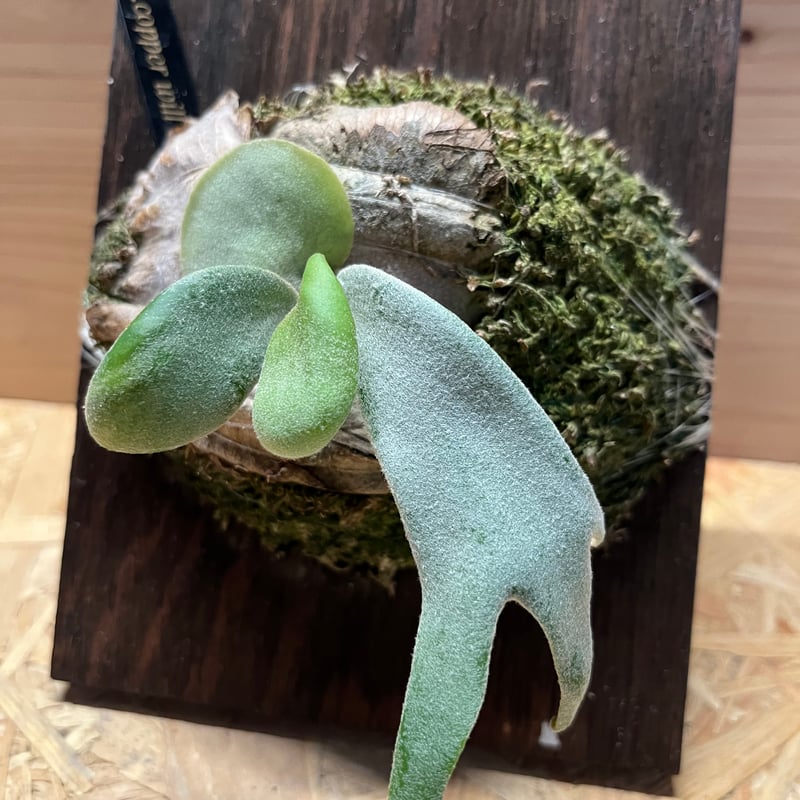 ビカクシダ カッパーウィル | GREEN LUCK